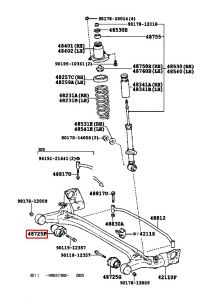 جلدة الحامل الخلفي