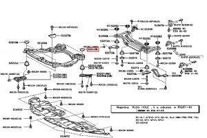 جلدة حامل سفلي خلفية