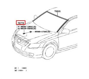 جلدة كبوت أمامية