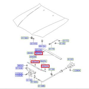 كلبس جلدة كبوت