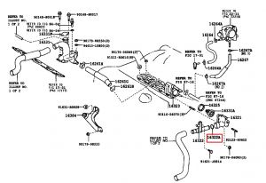 جلدة كوع ماء